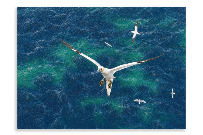 Gannet Bempton Cliffs - Artistic